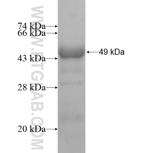 KIF5C fusion protein Ag12090 SDS-PAGE