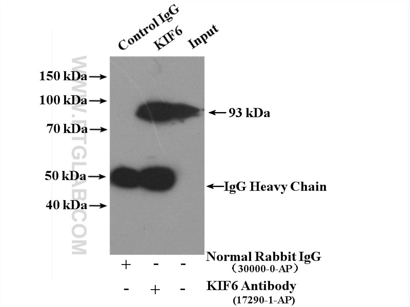 Immunoprecipitation (IP) experiment of mouse testis tissue using KIF6 Polyclonal antibody (17290-1-AP)