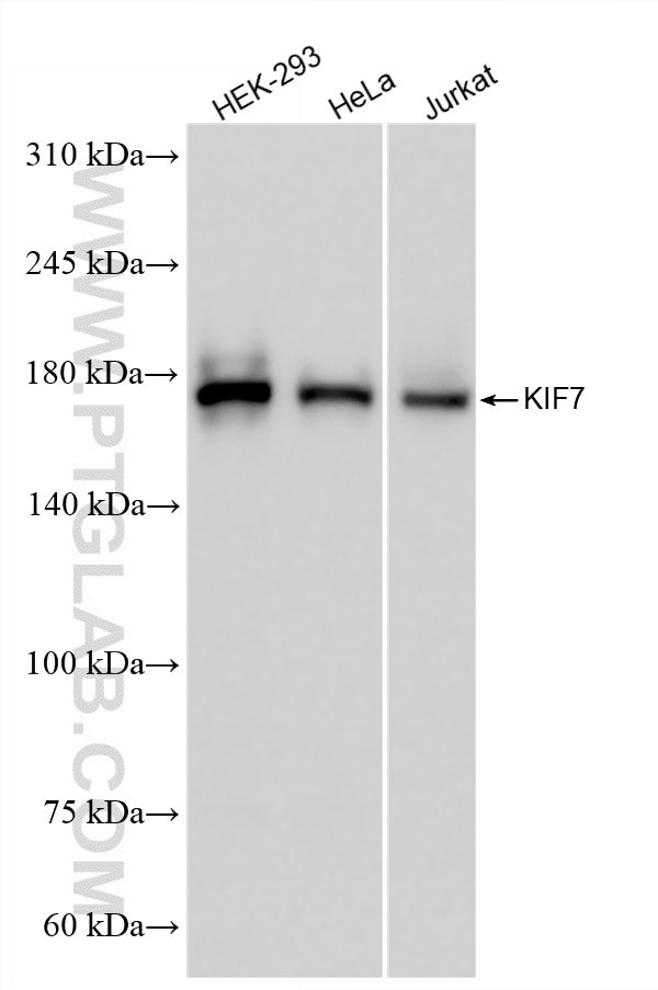 WB analysis using 86970-1-RR (same clone as 86970-1-PBS) Western Blot (WB) analysis of various lysates using KIF7 Recombinant monoclonal antibody (86970-1-RR)