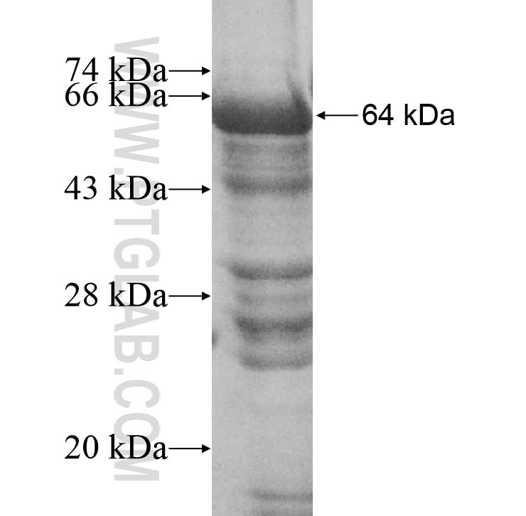 KIF9 fusion protein Ag10987 SDS-PAGE