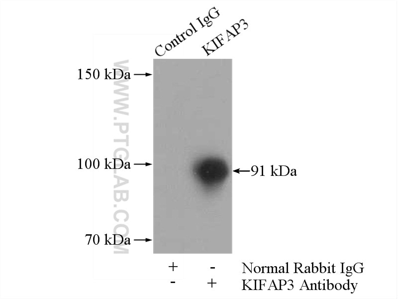 Immunoprecipitation (IP) experiment of mouse testis tissue using KIFAP3 Polyclonal antibody (12700-1-AP)