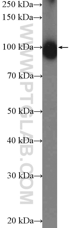 Western Blot (WB) analysis of mouse brain tissue using KIFAP3 Polyclonal antibody (12700-1-AP)