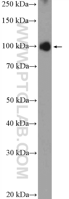 Western Blot (WB) analysis of MCF-7 cells using KIFAP3 Polyclonal antibody (12700-1-AP)