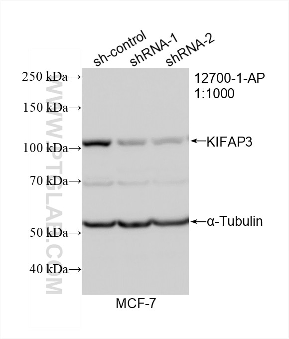 Western Blot (WB) analysis of MCF-7 cells using KIFAP3 Polyclonal antibody (12700-1-AP)