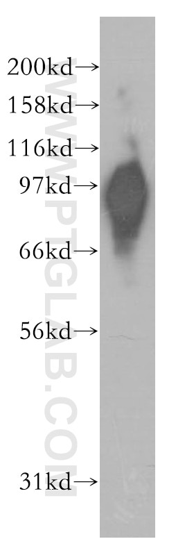 Western Blot (WB) analysis of mouse testis tissue using KIFAP3 Polyclonal antibody (12700-1-AP)