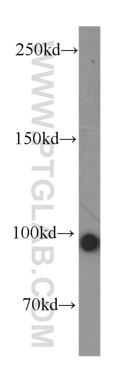 Western Blot (WB) analysis of human testis tissue using KIFAP3 Monoclonal antibody (60266-1-Ig)