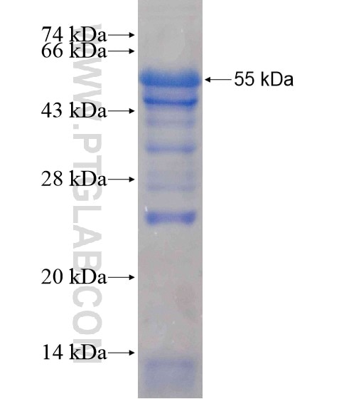 KIFAP3 fusion protein Ag20809 SDS-PAGE