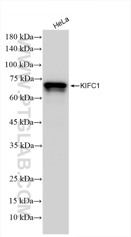 Western Blot (WB) analysis of HeLa cells using KIFC1 Recombinant antibody (85981-1-RR)