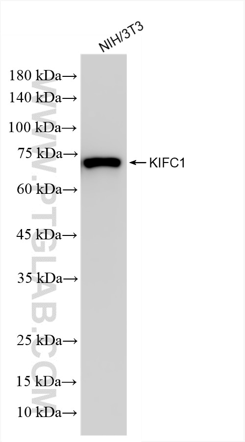 KIFC1