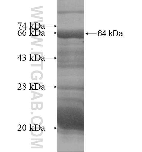KIFC1 fusion protein Ag14338 SDS-PAGE