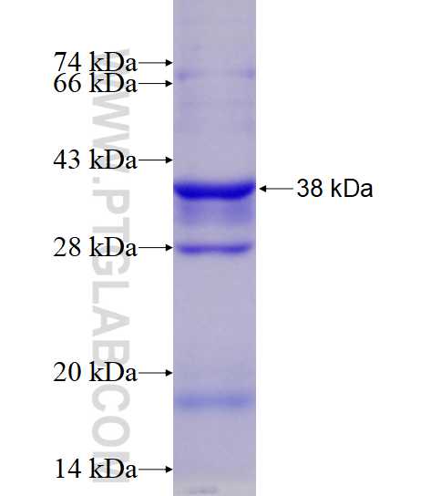KIFC1 fusion protein Ag14492 SDS-PAGE