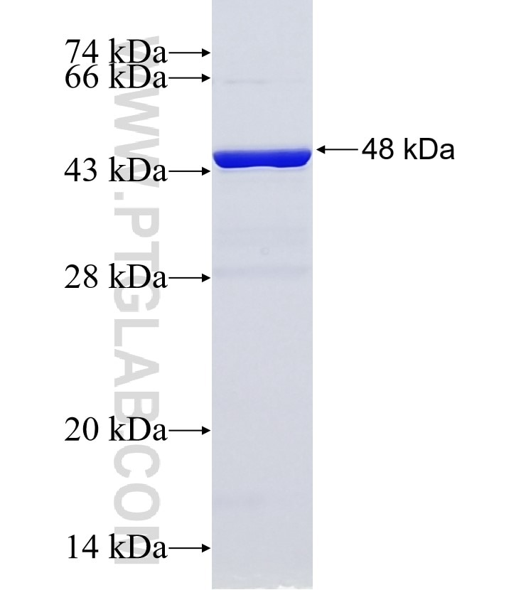 KIFC2 fusion protein Ag26519 SDS-PAGE