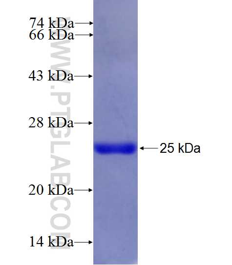 KIFC2 fusion protein Ag26546 SDS-PAGE