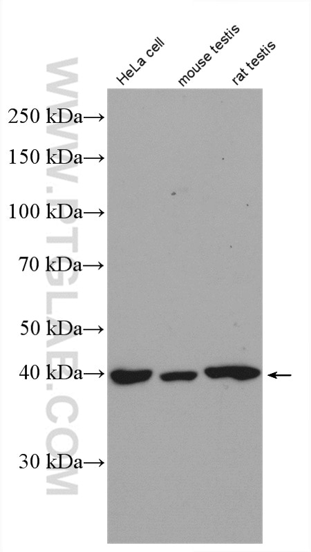 WB analysis of HeLa using 12313-1-AP