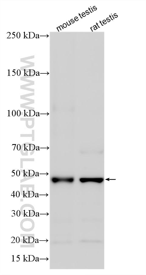 Western Blot (WB) analysis of various lysates using KIN17 Polyclonal antibody (12313-1-AP)