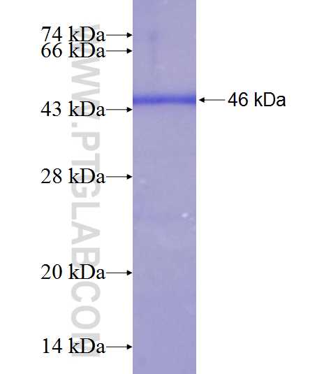 KIN fusion protein Ag20396 SDS-PAGE