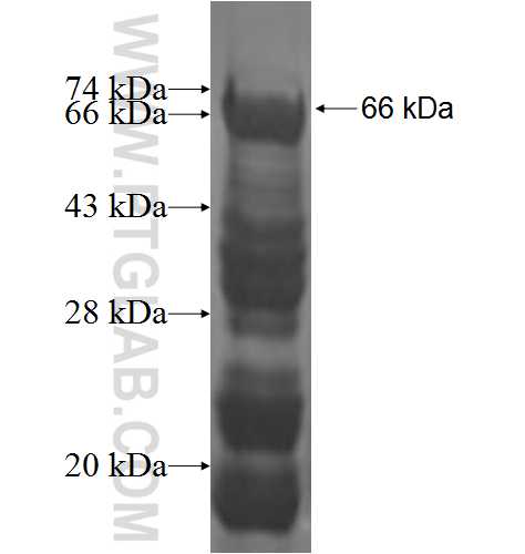 KIN fusion protein Ag2963 SDS-PAGE