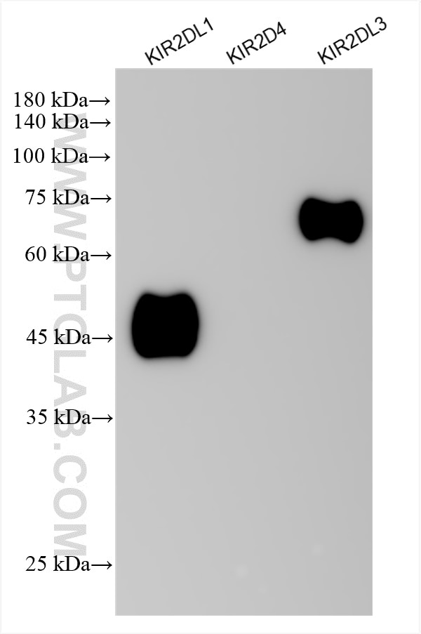 Western Blot (WB) analysis of various lysates using KIR2DL1 Recombinant antibody (85168-1-RR)