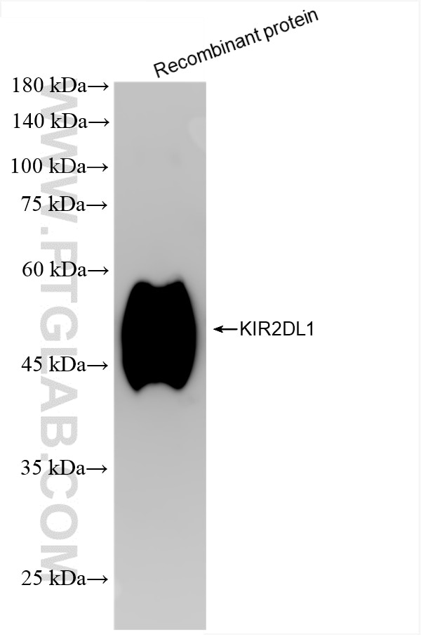 Western Blot (WB) analysis of Recombinant protein using KIR2DL1 Recombinant antibody (85168-2-RR)