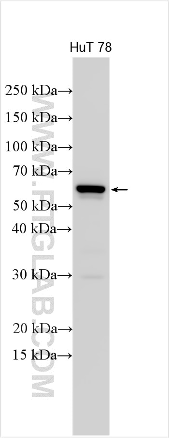 Western Blot (WB) analysis of various lysates using KIR2DL2 Polyclonal antibody (31930-1-AP)