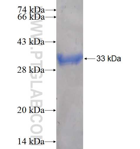 KIR2DL3 fusion protein Ag5163 SDS-PAGE
