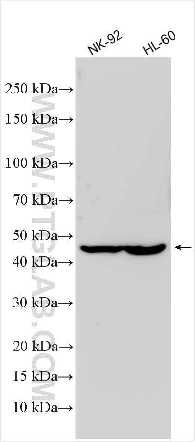 KIR2DL4/CD158d
