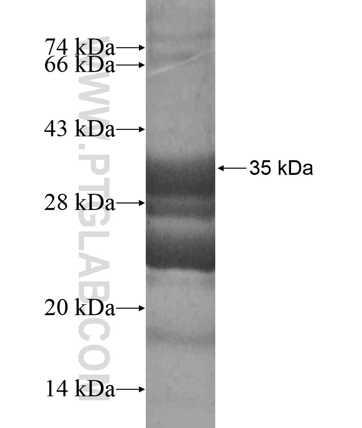 KIR2DL4 fusion protein Ag17947 SDS-PAGE