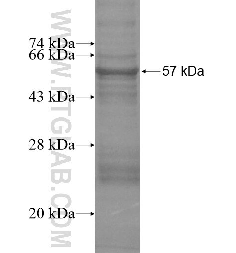 KIR2DS4 fusion protein Ag15711 SDS-PAGE