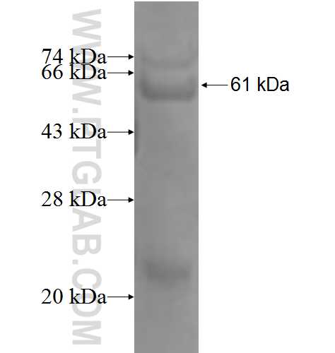 KIR3DL1 fusion protein Ag4152 SDS-PAGE