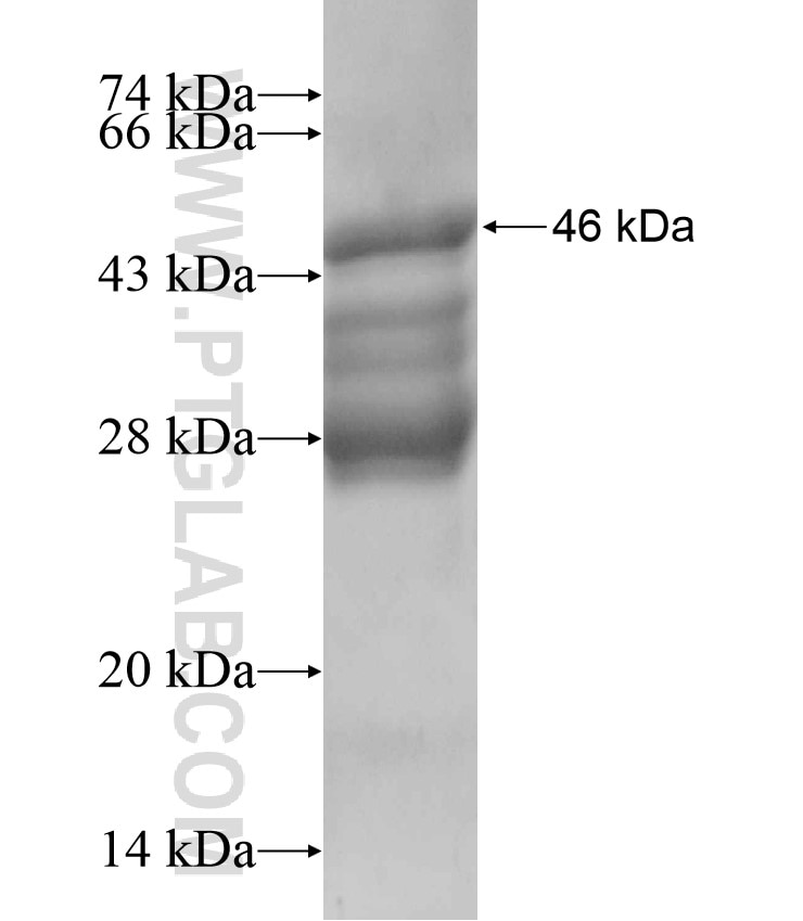 KIRREL fusion protein Ag17578 SDS-PAGE