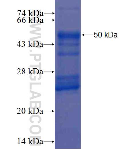 KIRREL2 fusion protein Ag1036 SDS-PAGE
