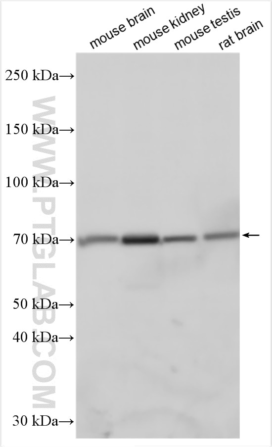 WB analysis using 18055-1-AP