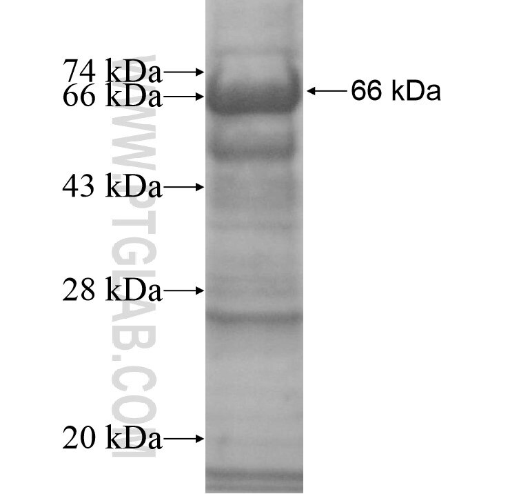 KIRREL3 fusion protein Ag12573 SDS-PAGE