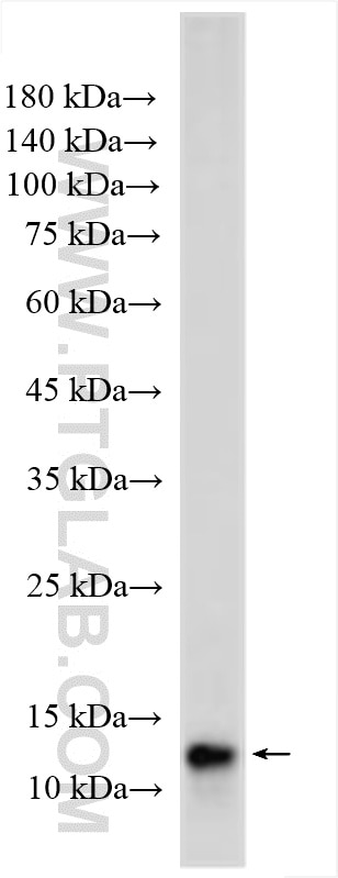 Western Blot (WB) analysis of human placenta tissue using KISS1 Polyclonal antibody (18375-1-AP)