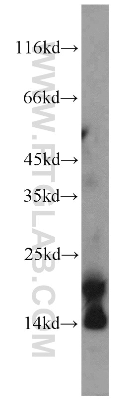 Western Blot (WB) analysis of human placenta tissue using KISS1 Polyclonal antibody (18375-1-AP)