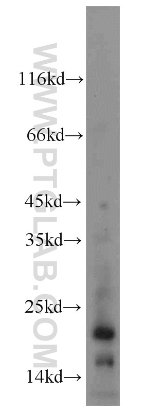 Western Blot (WB) analysis of NIH/3T3 cells using KISS1 Polyclonal antibody (18375-1-AP)