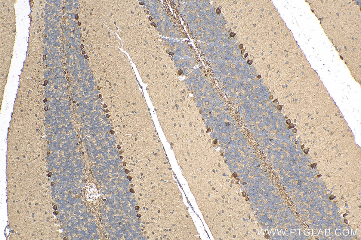 Immunohistochemistry (IHC) staining of mouse cerebellum tissue using KISS1R-Specific Polyclonal antibody (15505-1-AP)