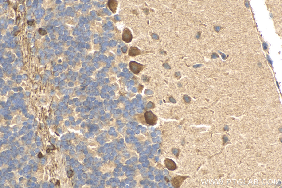 Immunohistochemistry (IHC) staining of mouse cerebellum tissue using KISS1R-Specific Polyclonal antibody (15505-1-AP)