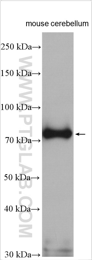 Western Blot (WB) analysis of mouse cerebellum tissue using KISS1R-Specific Polyclonal antibody (15505-1-AP)