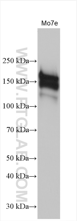 Western Blot (WB) analysis of Mo7e cells using c-Kit/CD117 Polyclonal antibody (18696-1-AP)
