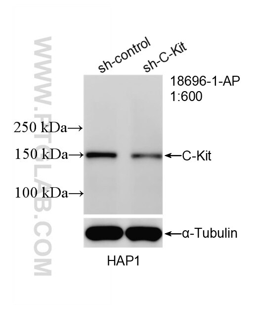 Western Blot (WB) analysis of HAP1 cells using CD117/c-Kit Polyclonal antibody (18696-1-AP)