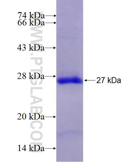 KIT fusion protein Ag27454 SDS-PAGE