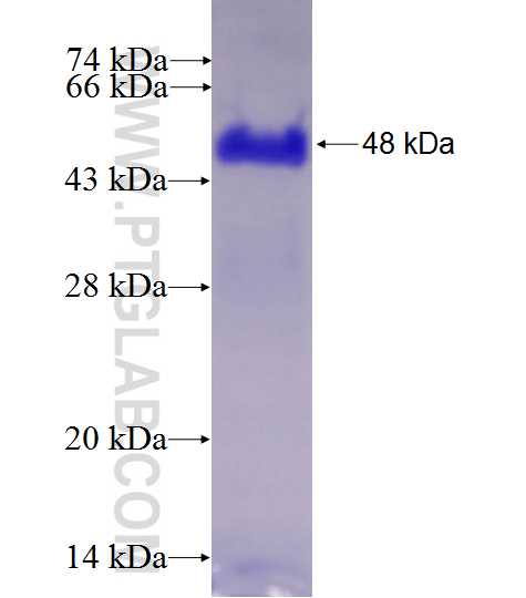 KIT fusion protein Ag27488 SDS-PAGE