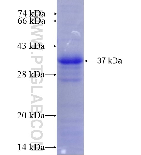 SCF fusion protein Ag12462 SDS-PAGE