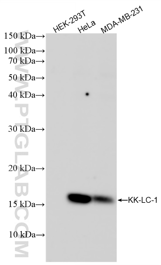 Western Blot (WB) analysis of various lysates using KK-LC-1 Recombinant monoclonal antibody (87944-1-RR)