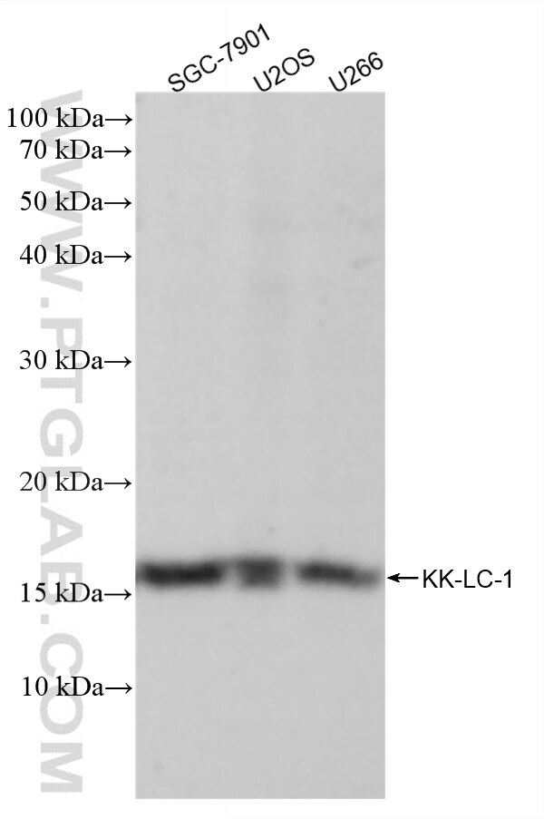 Western Blot (WB) analysis of various lysates using KK-LC-1 Recombinant monoclonal antibody (87944-1-RR)