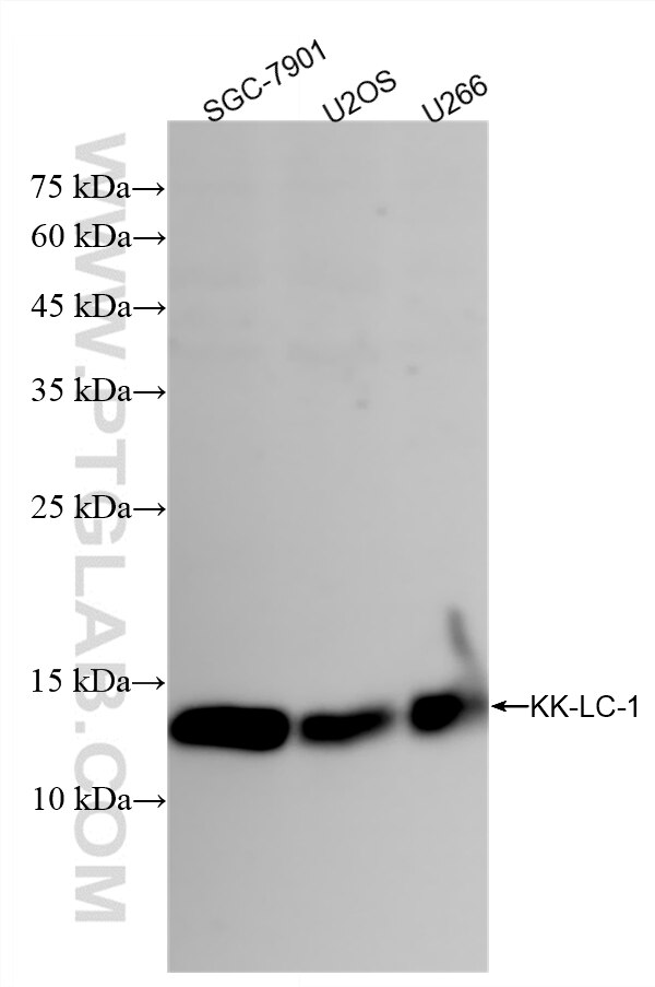 Western Blot (WB) analysis of various lysates using KK-LC-1 Recombinant monoclonal antibody (87944-1-RR)