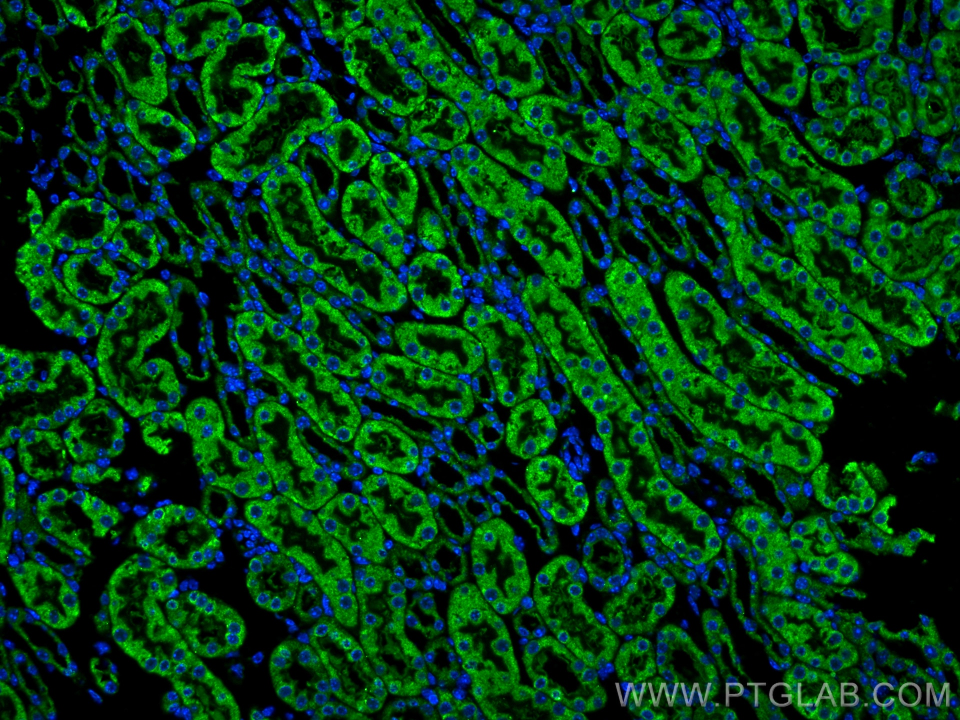 Immunofluorescence (IF) / fluorescent staining of mouse kidney tissue using KL Monoclonal antibody (67331-1-Ig)