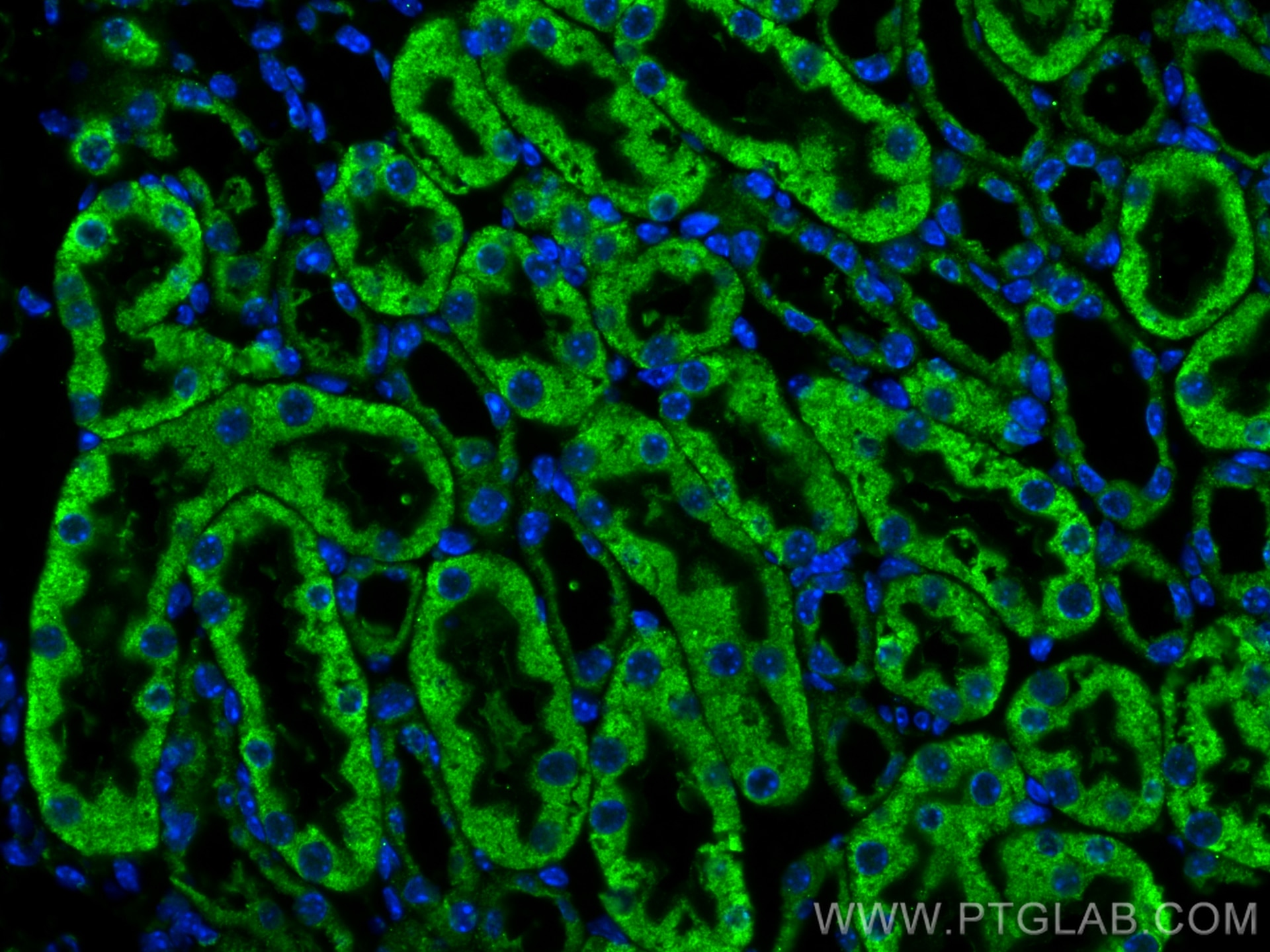 Immunofluorescence (IF) / fluorescent staining of mouse kidney tissue using KL Monoclonal antibody (67331-1-Ig)