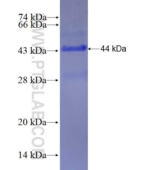 KL fusion protein Ag27759 SDS-PAGE